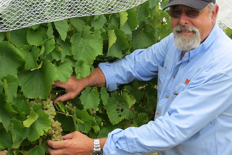 Razorback Ridge Wines - Picking our Grapes